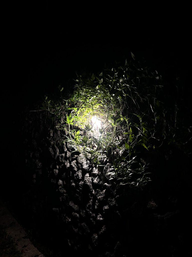 photo showing light from inside a tunnel or underground, looking through foliage and rocks