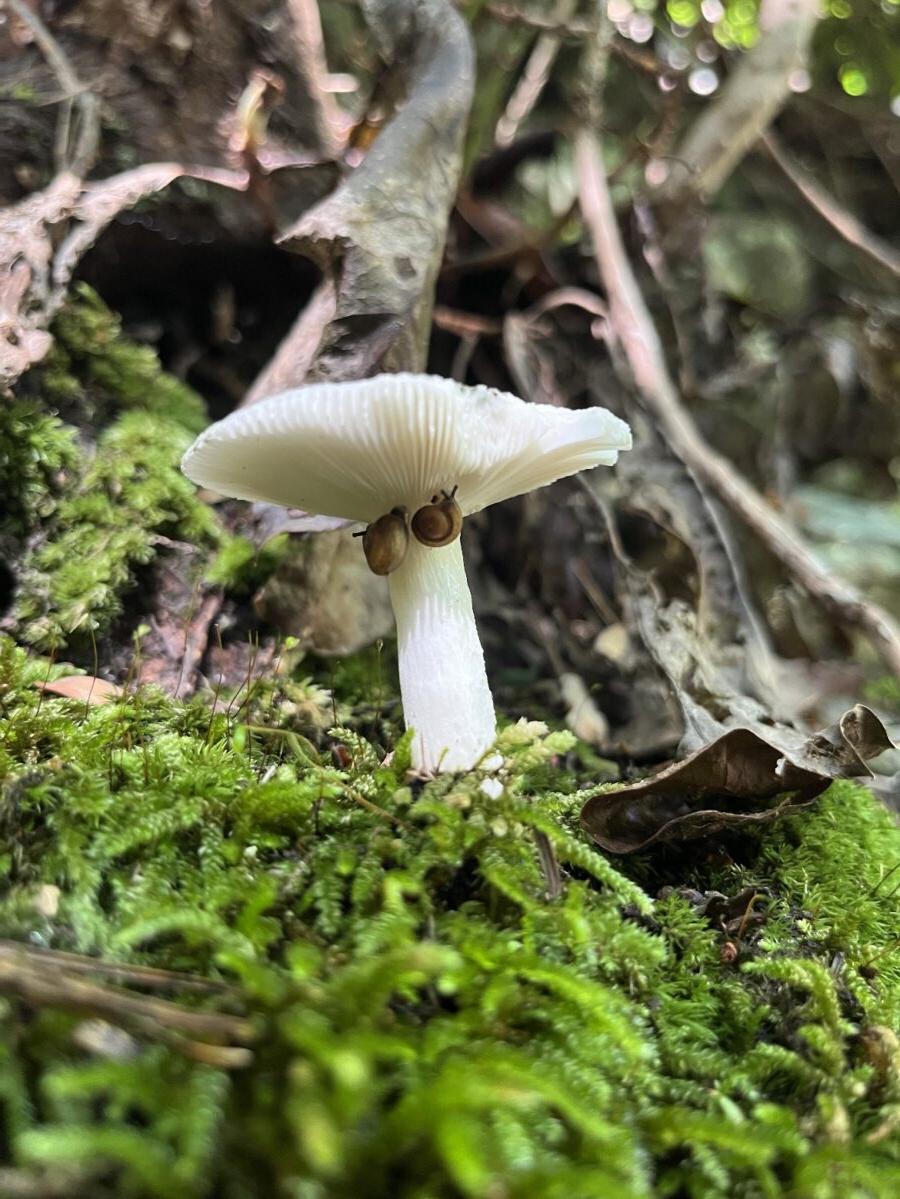 photo of mushroom on forest floor with moss in foreground and snail under cap of mushroom